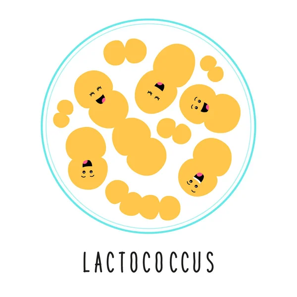Grappige probiotica bacteriën lactococcus familie cartoon tekens geïsoleerd op witte microbiom in vlakke stijl — Stockvector
