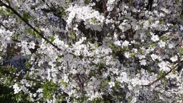 Bela árvore de cereja de primavera em flor Filmagem De Stock Royalty-Free