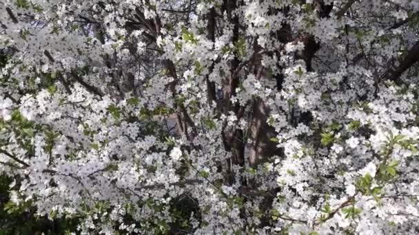 Bela árvore de cereja de primavera em flor Vídeo De Stock Royalty-Free