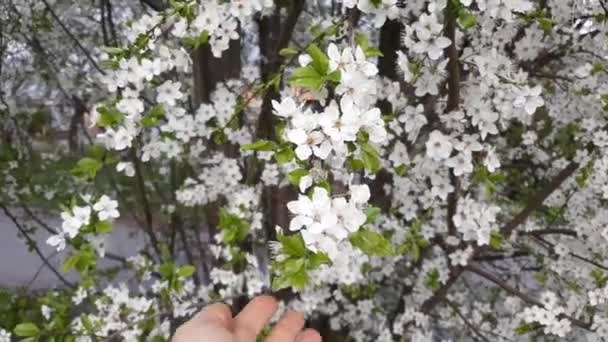 Bela árvore de cereja de primavera em flor Filmagem De Stock