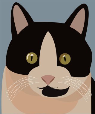 Büyük güzel kedi, kedi bak, kedi portre, portre bir hayvan
