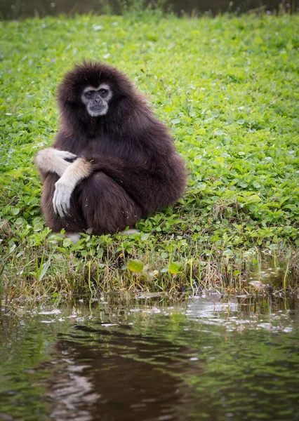 sad monkey sits on the shore of the lake and looks at the water