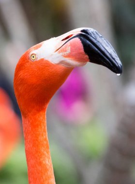 Pembe bir flamyena portresi, bir kuşun kafası yakın fotoğraflandı.