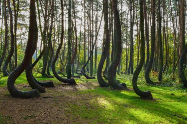A weird curious forest in Poland. clipart