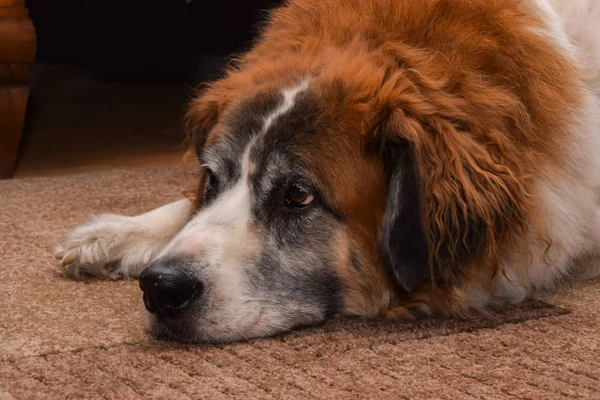 büyük bir akıllı köpek sakin seyir görünüyor