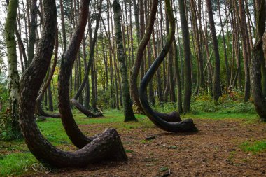 A unique curved forest in Griffin. Poland clipart
