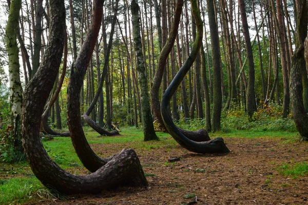 Un bosque curvo único en Griffin. Polonia Fotos De Stock