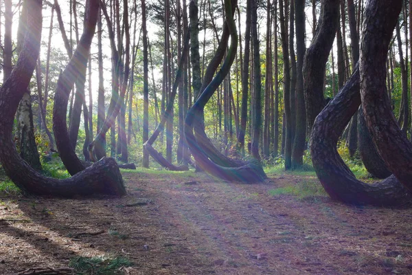 Un bosque curvo único en Griffin. Polonia Imagen De Stock