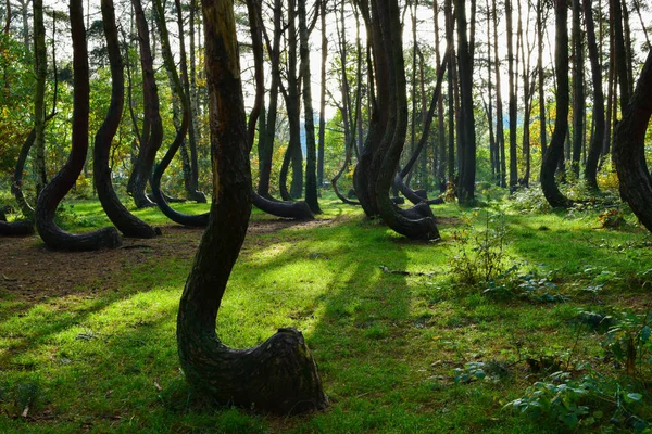 Un bosque curvo único en Griffin. Polonia Fotos De Stock Sin Royalties Gratis