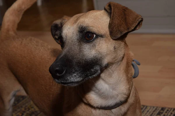 Bir köpek, anlamsal doğurmak portresi