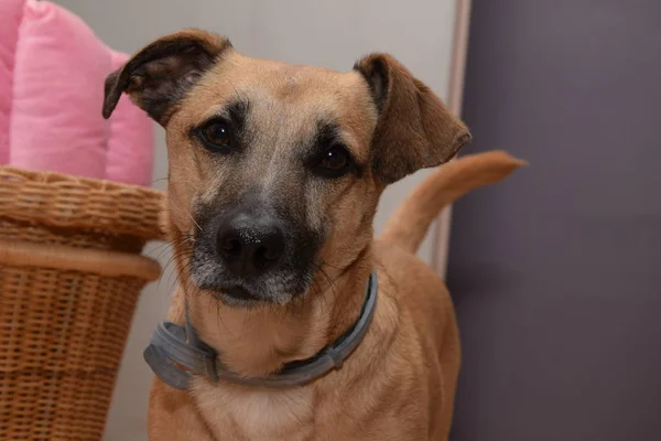 Bir köpek, anlamsal doğurmak portresi