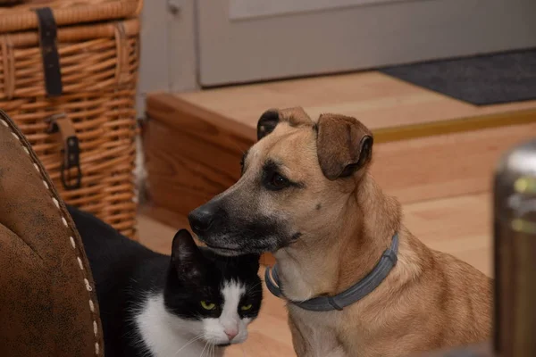 Bir köpek, anlamsal doğurmak portresi