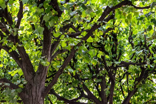 Treetop, gölgelik, ağacın taç. Orman, gıda şube ve yeşil bitki örtüsü. Açık doğa park manzara arka plan.