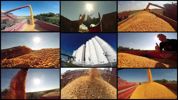 Collage Agrícola Hecho Muchas Imágenes Diferentes Sobre Cosecha Maíz —  Fotos de Stock