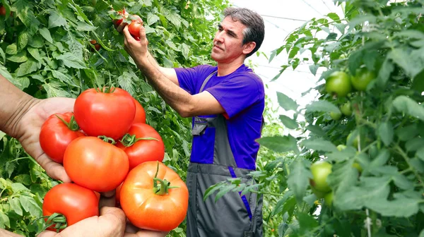 Freshly harvested tomatoes. Farmer harvesting ripe tomatoes in greenhouse.