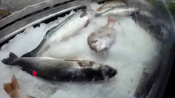 Pescado Marino Mediterráneo Crudo Fresco Sobre Hielo Cerca — Vídeo de stock