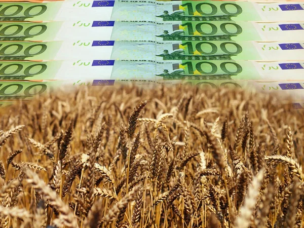 Ripe Wheat Field Front Euro Banknotes Bills Background — Stock Photo, Image