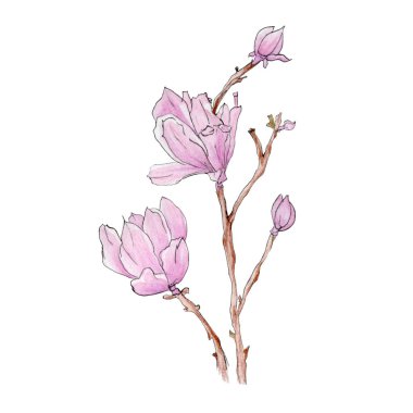 Manolya çiçek tomurcuklu bir dal. Suluboya kalemleri tarafından çizilmiş. Beyaz bir arka plan üzerinde izole