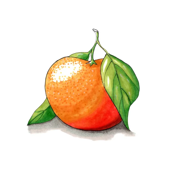 Naranja Jugosa Con Hojas Dibujadas Por Marcadores Alcohol Aislado Sobre — Foto de Stock