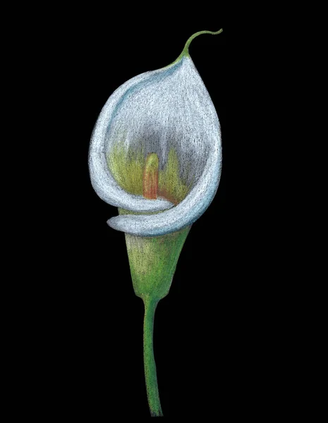 Ilustración Una Flor Lirio Blanco Dibujado Por Lápices Acuarela Aislado — Foto de Stock