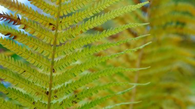 Bilder aus idyllischen Kleingrten und Schrebergrten 