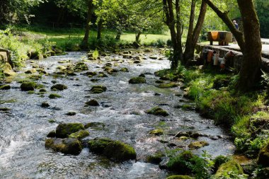 Kleiner, Schwarzwald 'da yaban arısı düştü. 
