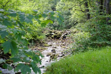 Kleiner, Schwarzwald 'da yaban arısı düştü. 