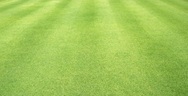 Yeşil çim doğa açık desen dokulu arka plan.