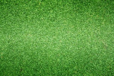 Yeşil çim doğa açık desen dokulu arka plan.