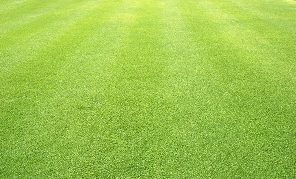 緑の芝生自然屋外パターン テクスチャ背景 — ストック写真