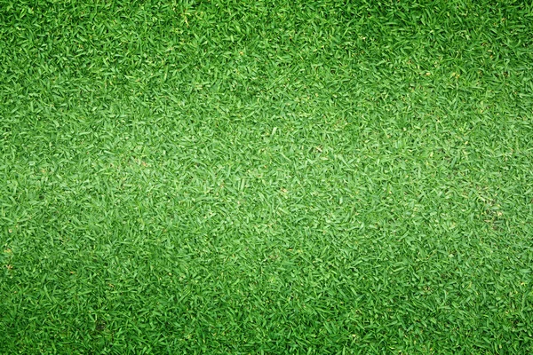 Yeşil çim doğa açık desen dokulu arka plan.