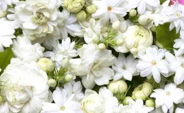 Taze çiçekler doğal arka plan beyaz Yasemin çiçek.