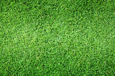 Yeşil çim doğa açık desen dokulu arka plan.