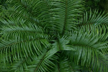 Yeşilden bir yaratıcı düzen doğa kavramı bırakır