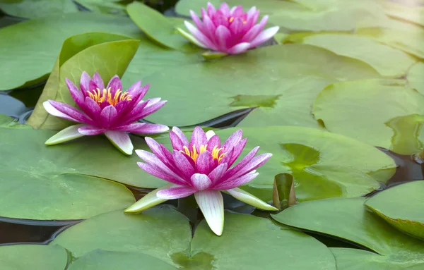 Güzel Lotus Çiçeği Buda Tayland Sembolüdür — Stok fotoğraf