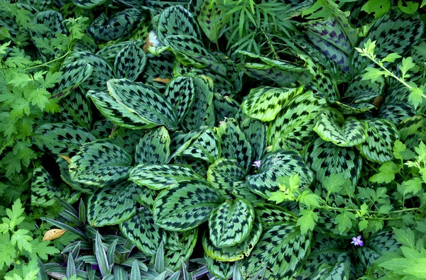 緑の創造的なレイアウトの葉の性質の概念 — ストック写真