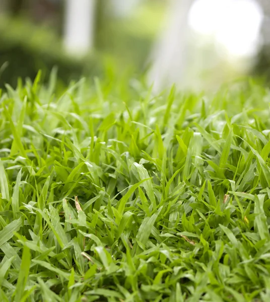 Natuurlijke Achtergrond Van Groen Gras Kleine Gras Voetbalveld — Stockfoto