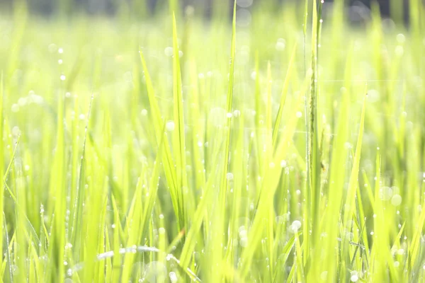 Goccioline Erba Verde Mattino Nuovo Giorno Rinfrescante — Foto Stock