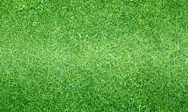 yeşil çim doku çim dokulu arka plan desen.