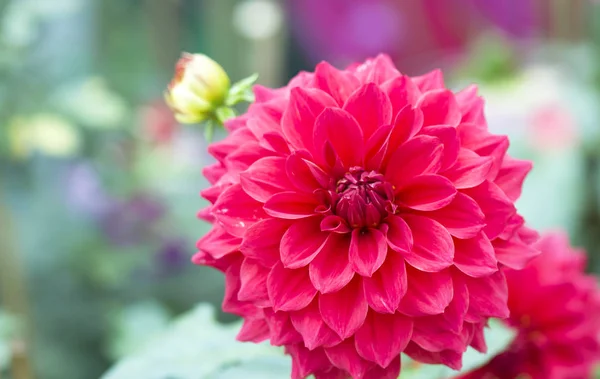 Dahlia Flowers Blooming Red Background Bokeh Natural Light — Stock Photo, Image