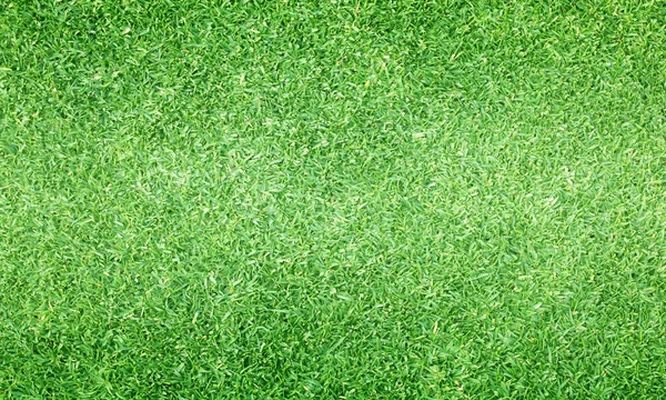 green grass texture/Green lawn blackground texture