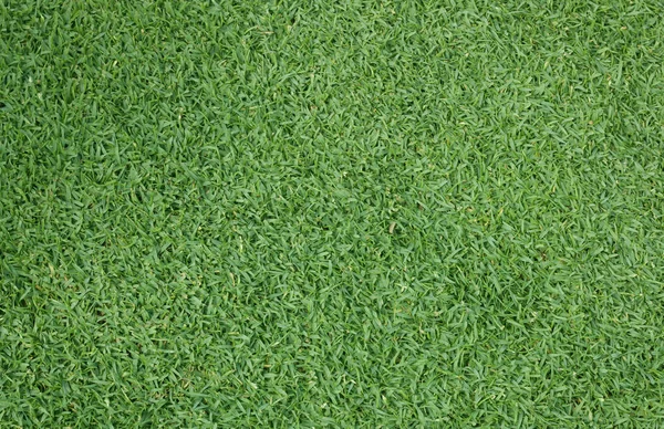 Fond Herbe Terrains Golf Vert Motif Pelouse Fond Texturé — Photo