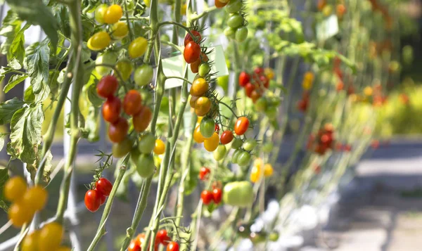 Maturare Pomodori Naturali Che Crescono Ramo Giardino — Foto Stock