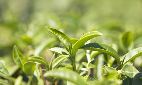 Folhas Chá Uma Plantação Fazenda — Fotografia de Stock