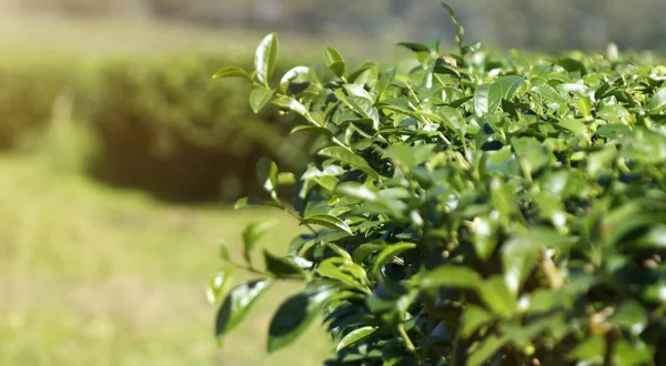 ファームの農園で茶葉 — ストック写真