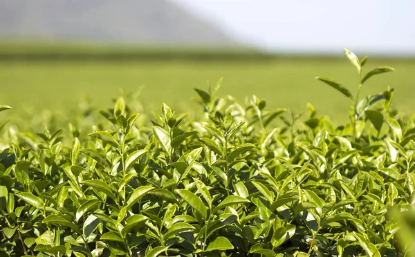 ファームの農園で茶葉 — ストック写真