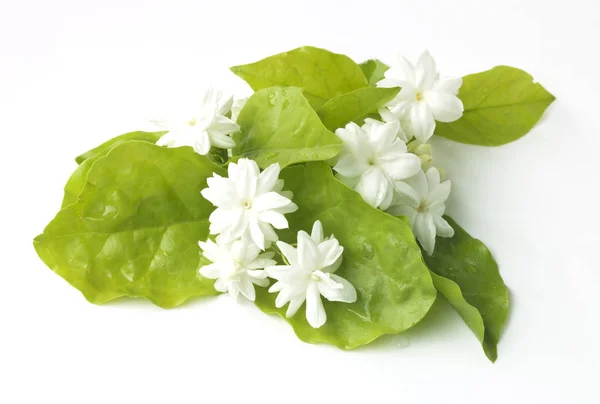 Bílý Jasmína květiny má čerstvé květiny přirozené — Stock fotografie