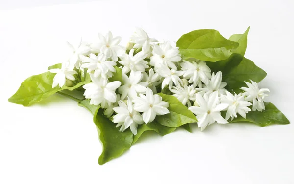 Bílý Jasmína květiny má čerstvé květiny přirozené — Stock fotografie