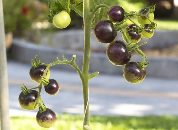 Tomates naturais maduros crescendo — Fotografia de Stock