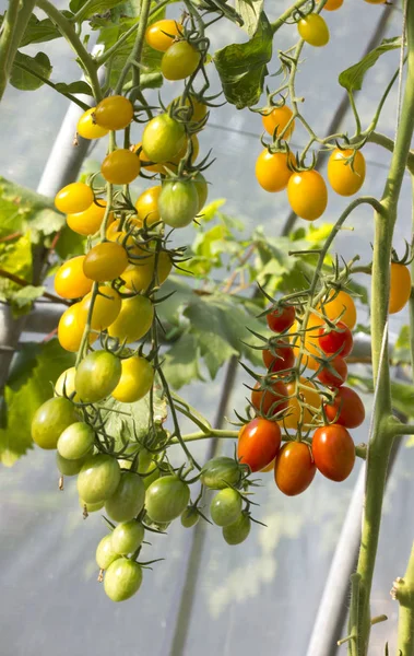 Mogna naturliga tomater som växer — Stockfoto